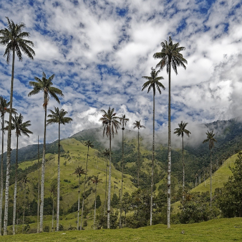 valle del cocora