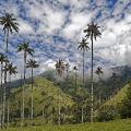 Valle del cocora